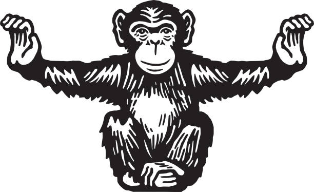 Chimpanzee with Arms Spread Apart Chimpanzee with Arms Spread Apart ape stock illustrations
