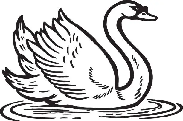 Vector illustration of Swan