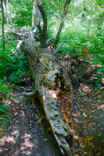 istock Fallen Top of Minnesota's Tallest White Pine Tree 1328187779