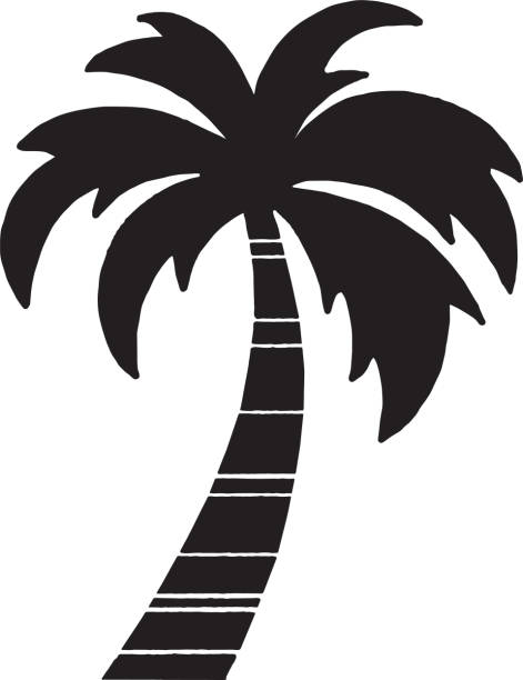 20+ Csa Archive Palm Tree Illustrations, Royalty-Free Vector Graphics ...