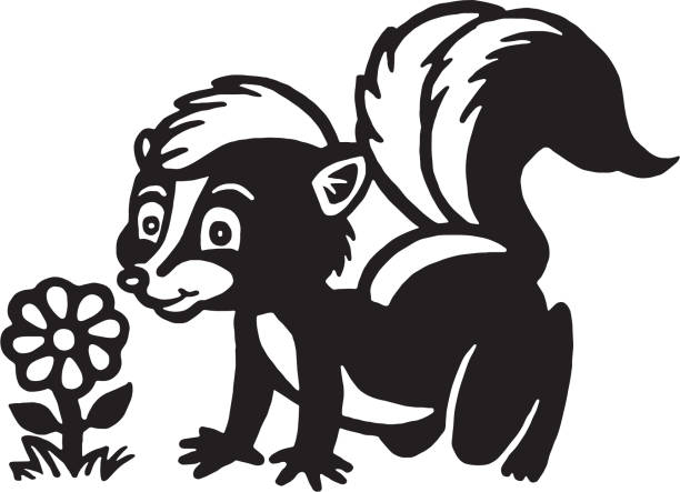 skunk smelling a flower - skunk 幅插畫檔、美工圖案、卡通及圖標