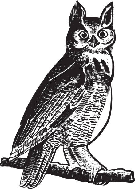 Free Stock Photo of Black and White Owl Perched on Branch | Download ...