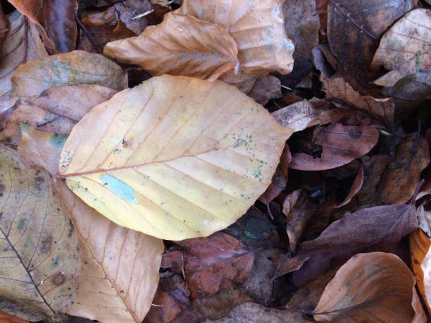 istock Copper beech tree - autumn leaves on the ground 1328188673