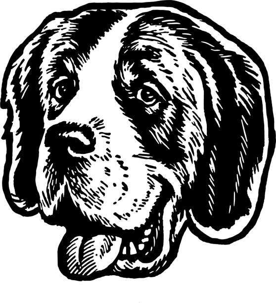 ilustrações de stock, clip art, desenhos animados e ícones de saint bernard - animal tongue