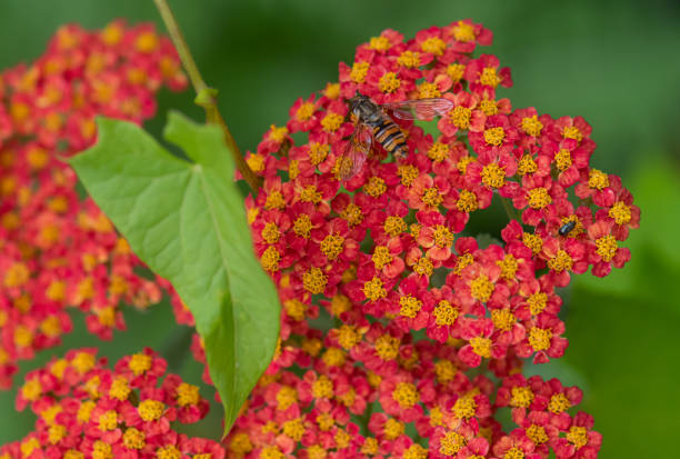 istock achillea paprika flower with hoverfly insect 1328190458