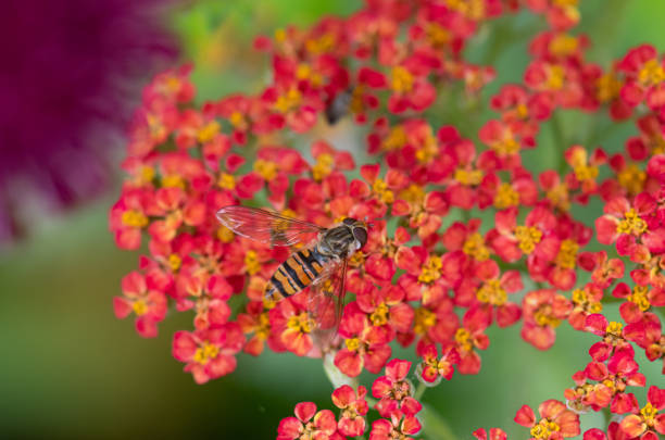 a hoverfly insect feeding off an achillea paprika flower in a garden in summer