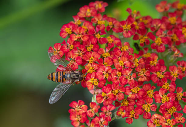 istock achillea paprika flower with hoverfly insect 1328190470