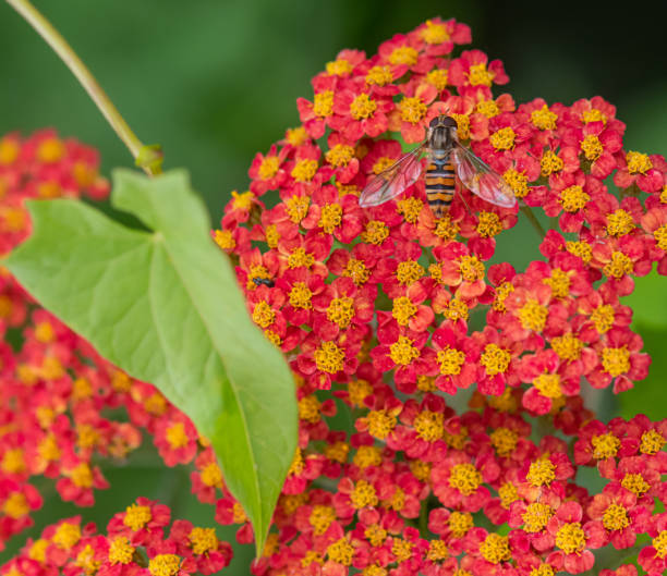 istock achillea paprika flower with hoverfly insect 1328190552