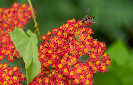 a hoverfly insect feeding off an achillea paprika flower in a garden in summer