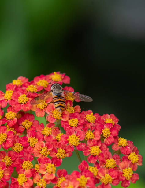 istock achillea paprika flower with hoverfly insect 1328190586