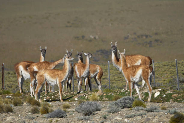 istock Wild mammalian animals in their environment 1328190657