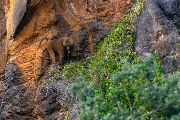 istock Wild mammalian animals in their environment 1328190675