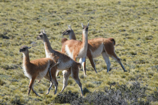 Wild mammalian animals in their environment
