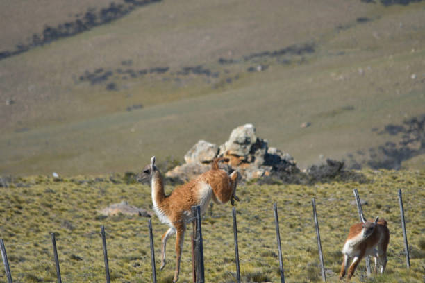 Wild mammalian animals in their environment