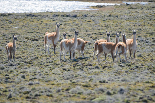 Wild mammalian animals in their environment