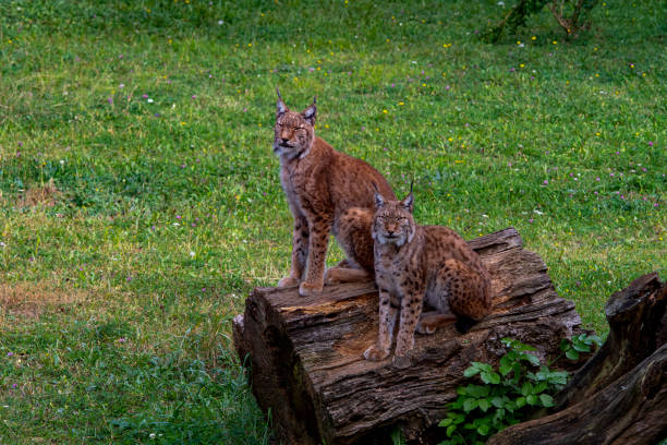 istock Wild mammalian animals in their environment 1328190687