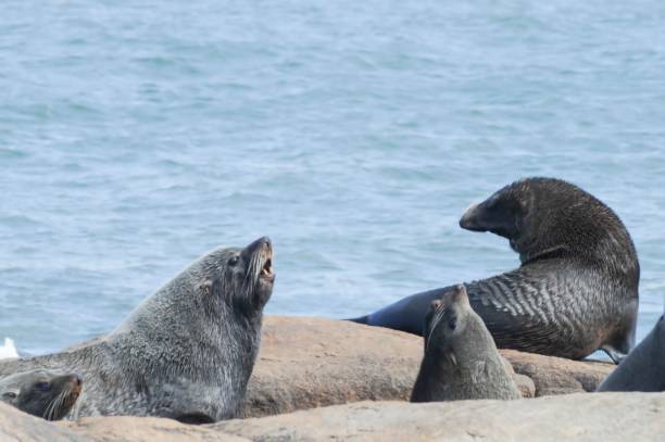 istock Wild mammalian animals in their environment 1328190699