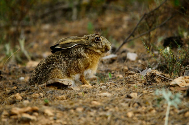 istock Wild mammalian animals in their environment 1328190712