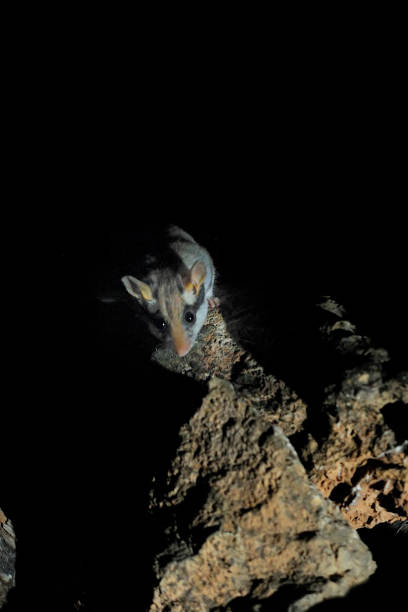 istock Wild mammalian animals in their environment 1328190715