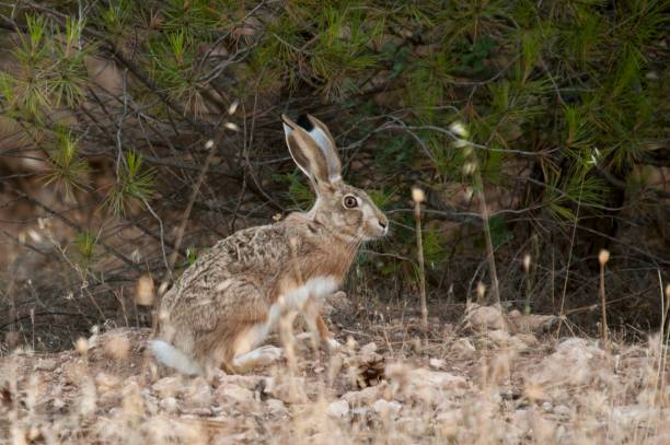 istock Wild mammalian animals in their environment 1328190719