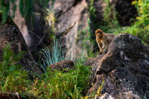 istock Wild mammalian animals in their environment 1328190730