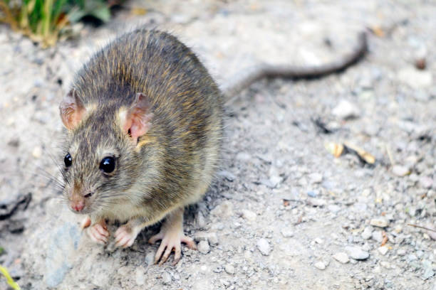 istock Wild mammalian animals in their environment 1328190736
