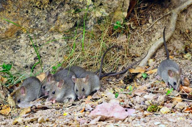 istock Wild mammalian animals in their environment 1328190737