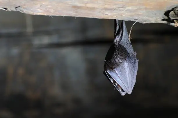 Long-eared bat - Plecotus teneriffae - It is a bat of the Vespertilionidae family