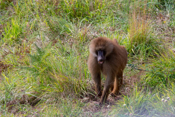 istock Wild mammalian animals in their environment 1328190752