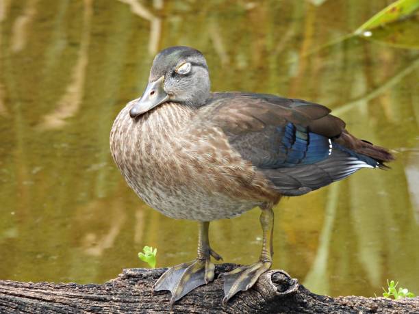 istock Wood Duck (Aix sponsa) sleeping on a log in the wetlands 1328190905