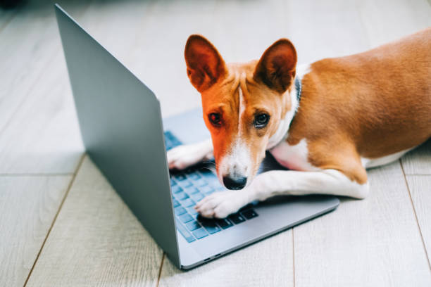 istock Red white basenji dog lying on a floor with laptop computer. 1328192171