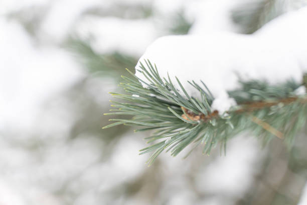 istock Pine branches covered with fluffy white snow close-up 1328192235