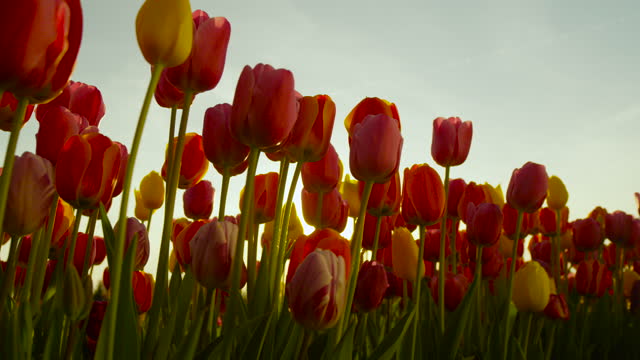 LENS FLARE: Picturesque shot of a field of tulips illuminated at golden sunset.