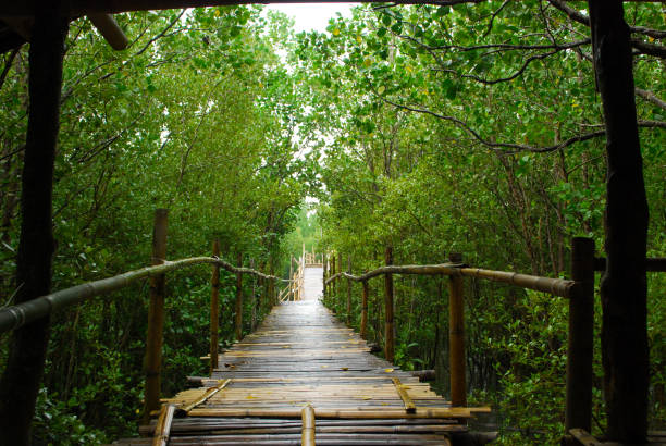 istock Bridge in the Mangrove forest 1328194141