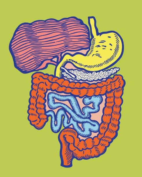 wewnętrzne narządy ludzkie - stomach the human body abdomen human digestive system stock illustrations