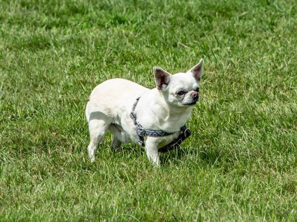 istock Cheeky Chihuahua Dog. 1328196350