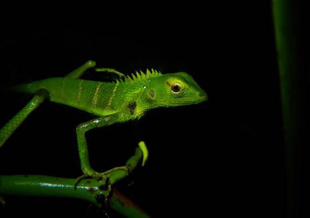 istock Calotes calotes or common green forest lizard on black background 1328196986