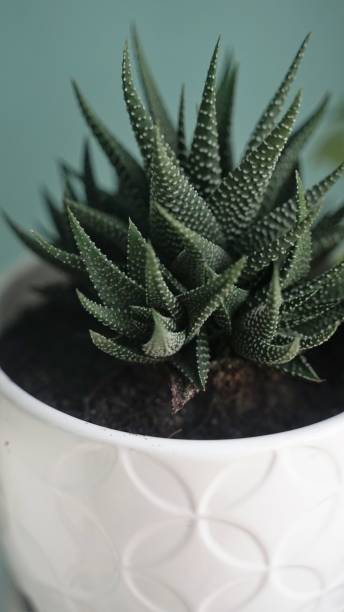 istock Green sharp herb plant in the white pot 1328197142