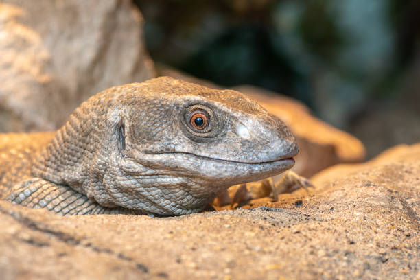 istock Savannah monitor (varanus exanthematicus) 1328197371