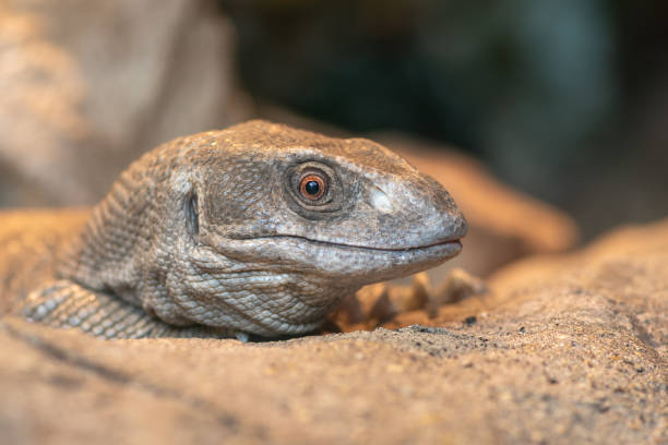 istock Savannah monitor (varanus exanthematicus) 1328197373