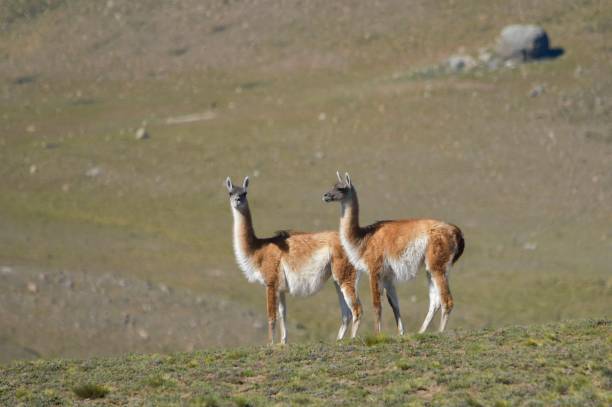 Wild mammalian animals in their environment