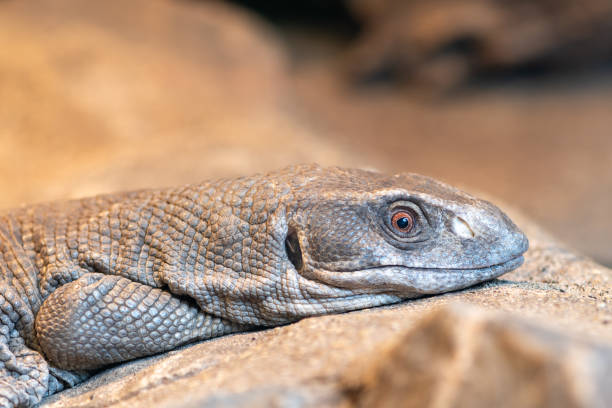 istock Savannah monitor (varanus exanthematicus) 1328197432