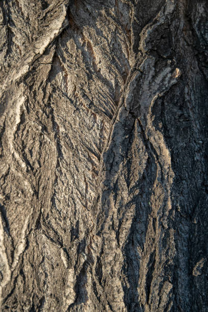istock Old tree with brown bark. Close-up texture of bark. 1328199150