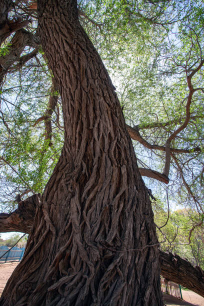 istock Old tree with brown bark. Close-up texture of bark. 1328199151