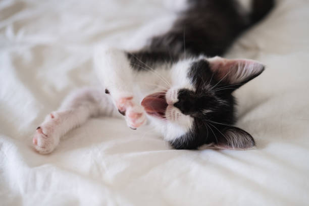 istock Funny black and white tuxedo cat lying on white bed and looking at camera. 1328199204