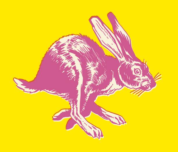 ilustrações de stock, clip art, desenhos animados e ícones de running rabbit - hare