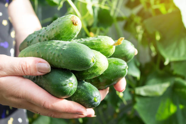 istock Vegetables, vegetarian food 1328199446