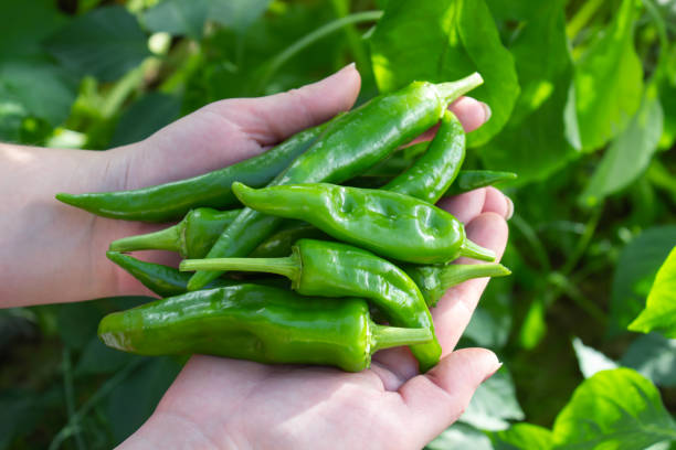 istock Vegetables, vegetarian food 1328200119