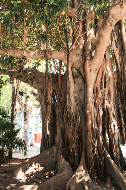 istock Colossal rubber trees at Gabriel Miro square in Alicante, Spain 1328200126