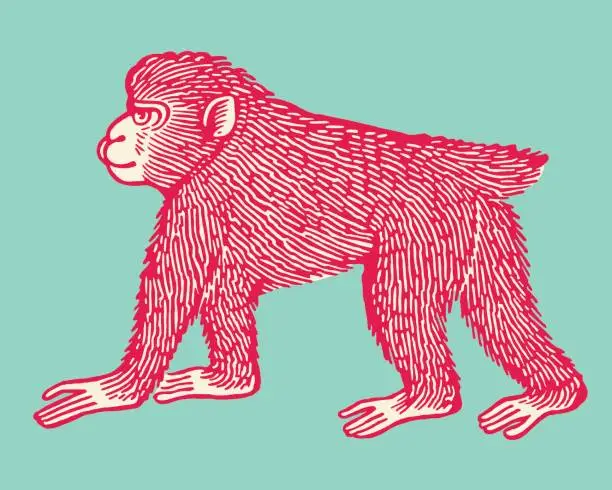 Vector illustration of Ape